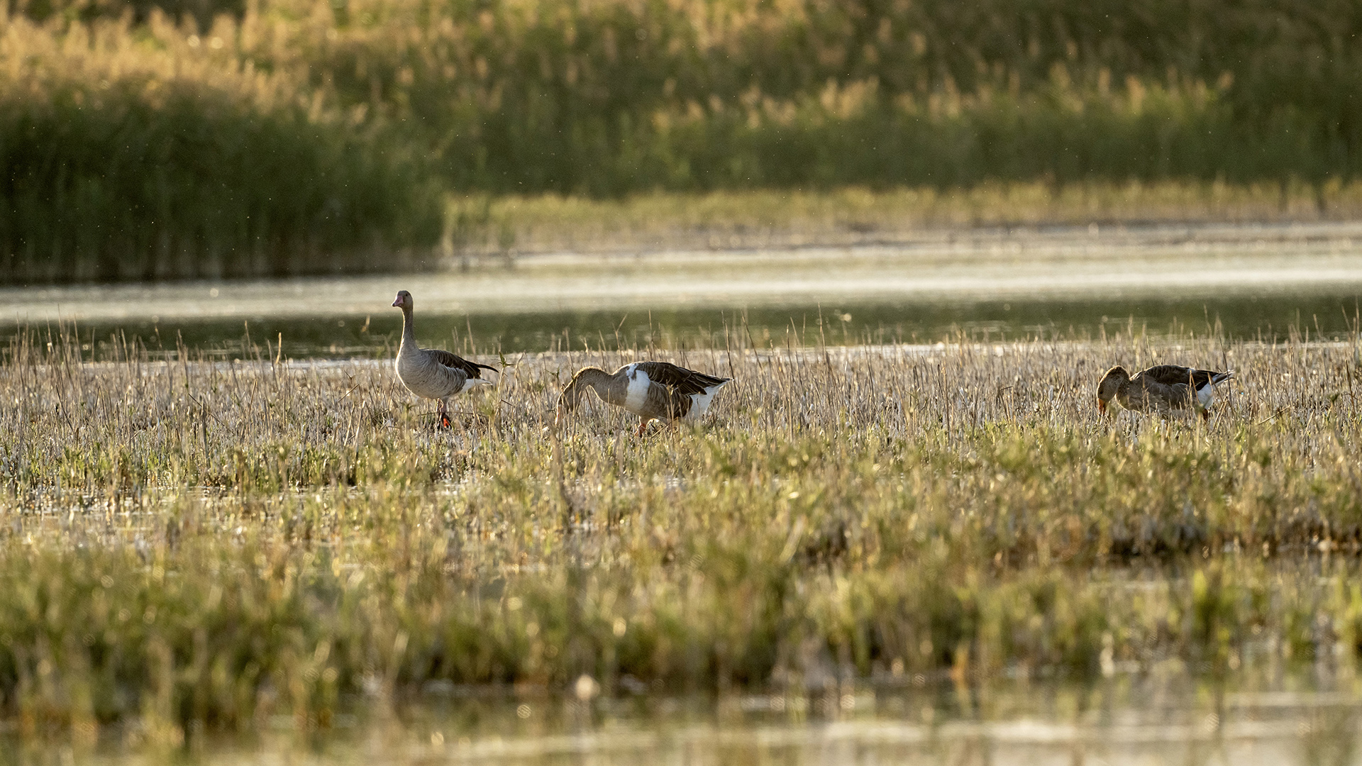 Graylag Goose
